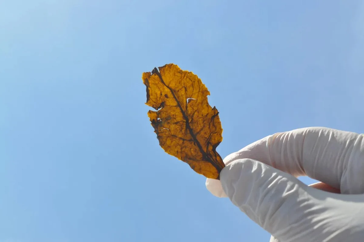 A single fermented Bodai-Sancha leaf — amber and translucent, held against the open sky