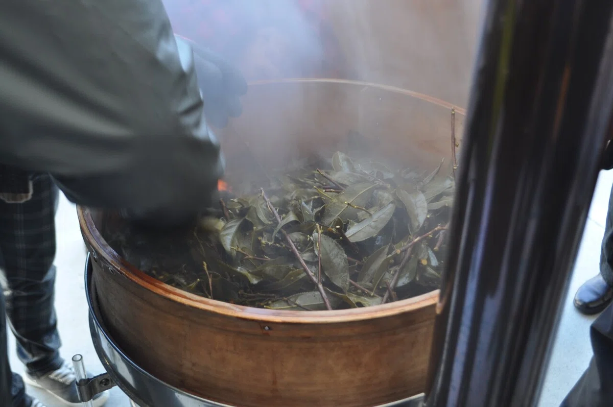 Steamed tea leaves rising with vapor — the new Bodai-Sancha method begins with steaming, not boiling