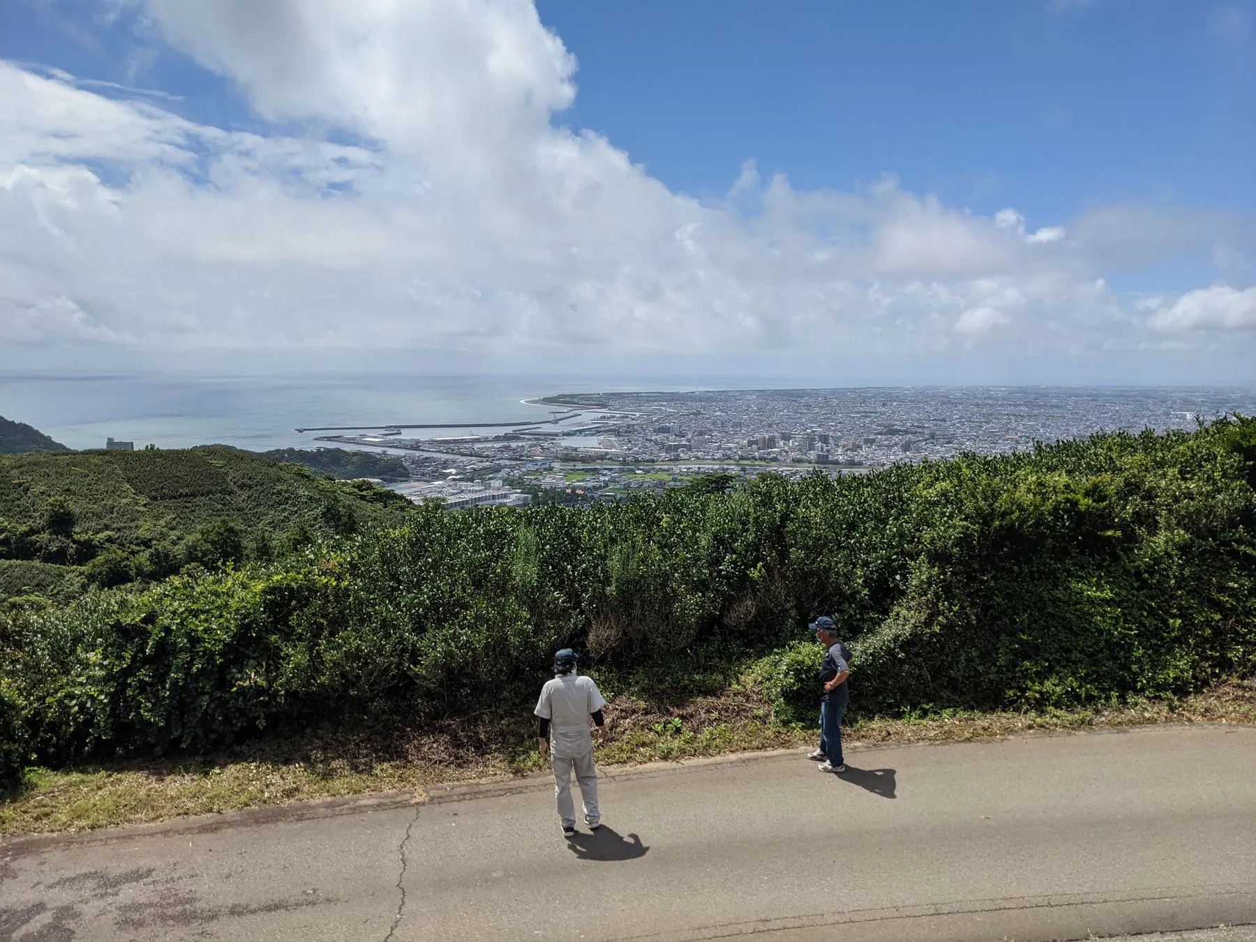 The East Field on Mount Takakusa in August 2021, overgrown after three years without cultivation, with Yaizu town and the Pacific visible below