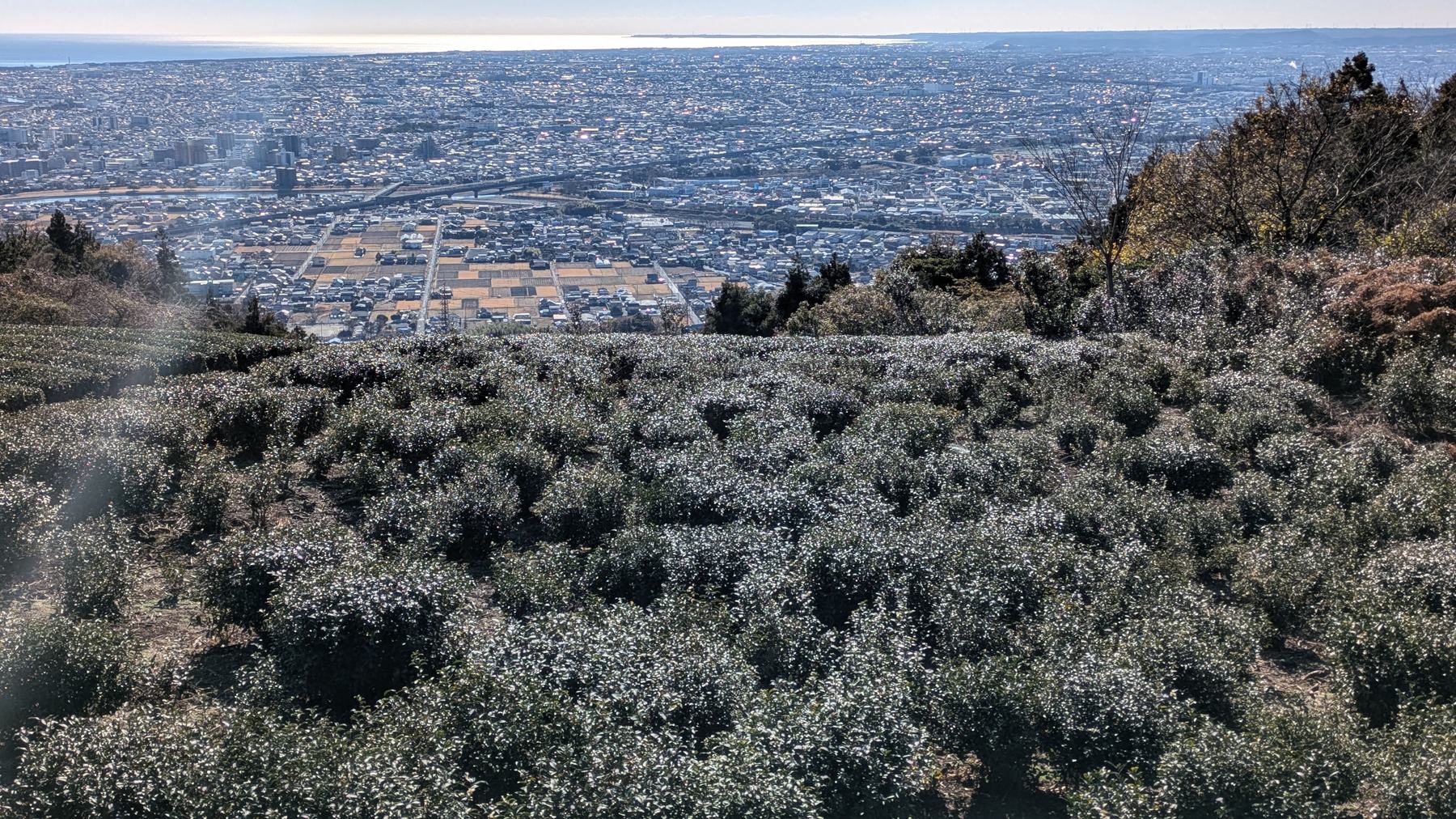 The restored West Field in January 2025, native cultivar tea bushes in winter dormancy with white flowers, Yaizu plain visible below