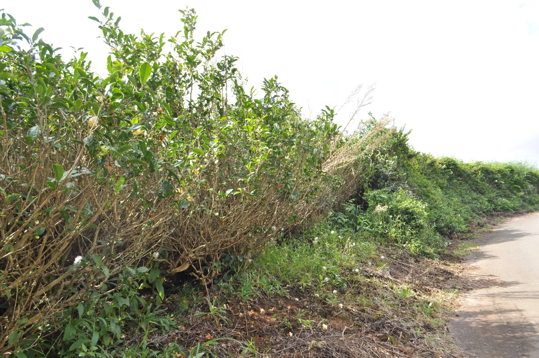 Old zairai tea bushes over 140 years old on the West Field of Mount Takakusa, with thick woody trunks and irregular growth
